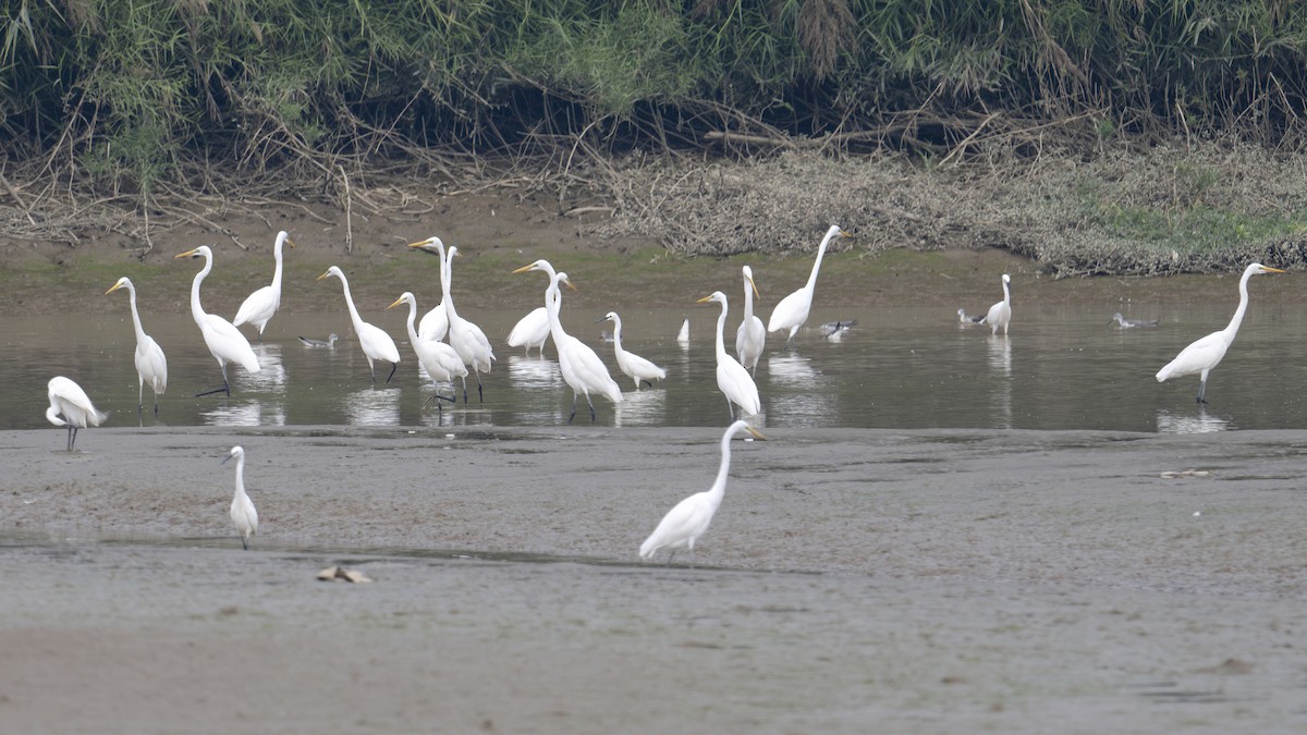 Чапля велика - ML647760998