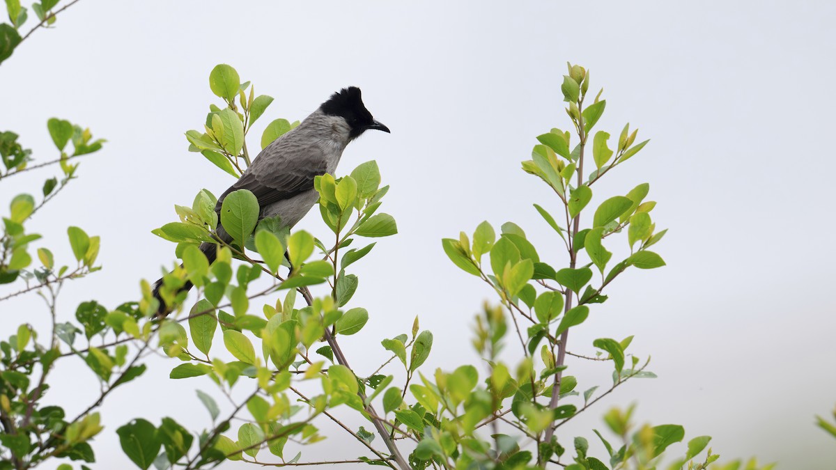 Бюльбюль індокитайський - ML647761027