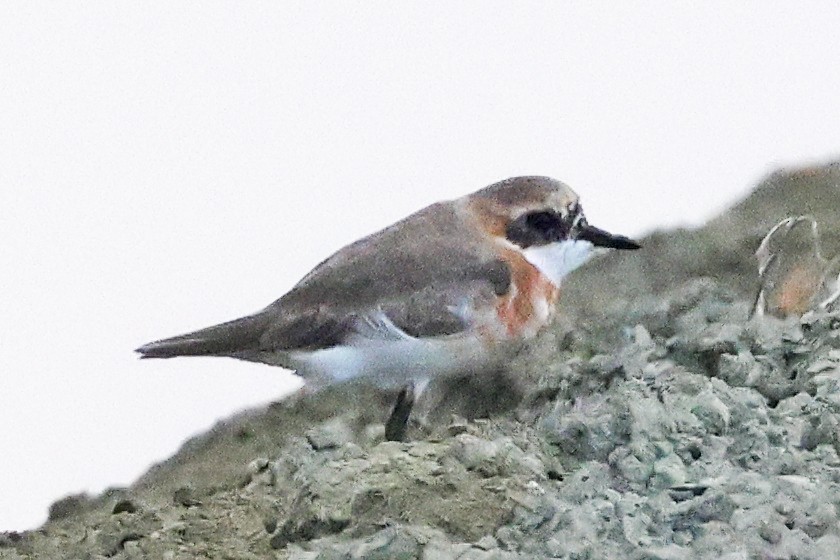 Tibetan Sand-Plover - ML647761028