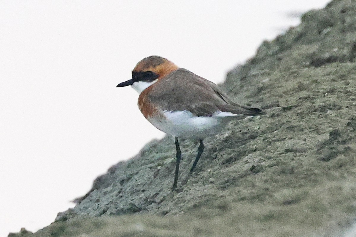 Tibetan Sand-Plover - ML647761029