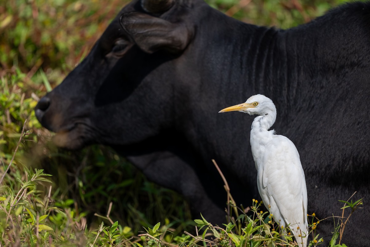 Чапля єгипетська східна - ML647761032