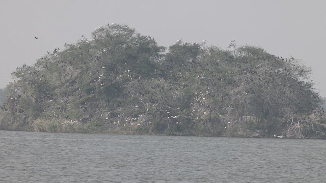 Ібіс сивоперий - ML647761033