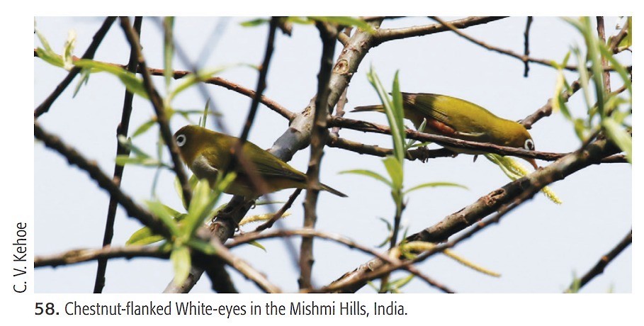 Окулярник буробокий - ML647761043