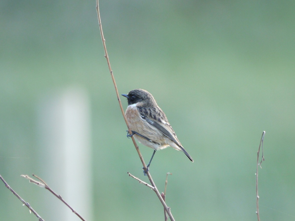 Трав'янка чорноголова - ML647761044