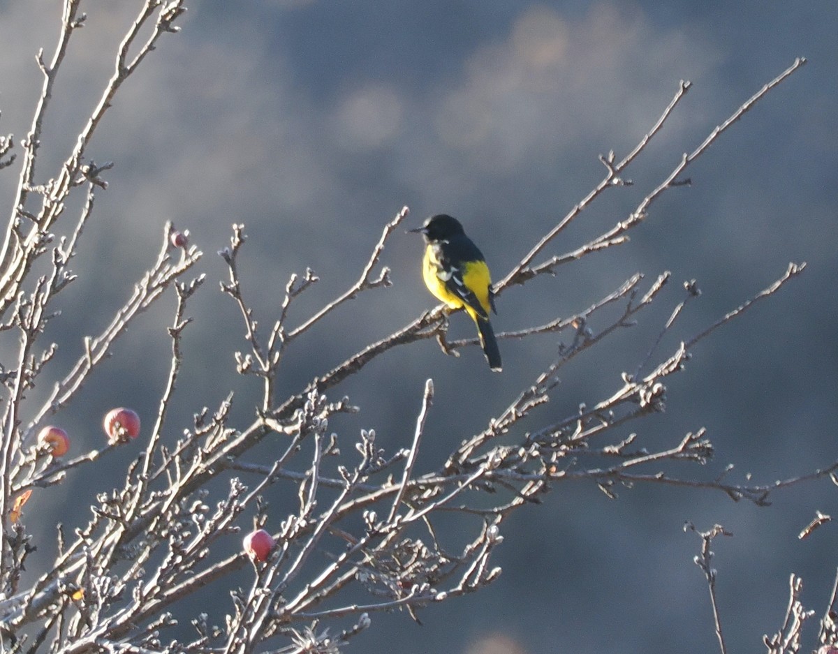 Трупіал пальмовий - ML647761045