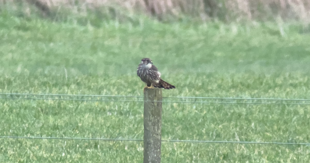 Підсоколик малий - ML647761046