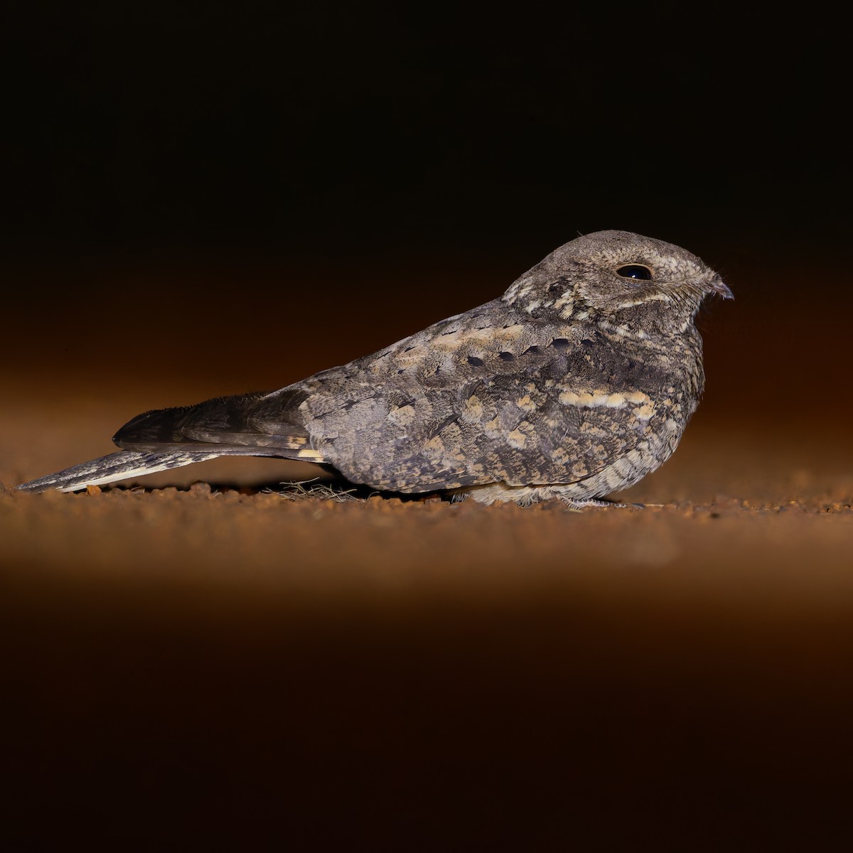 Дрімлюгові sp. - ML647761050