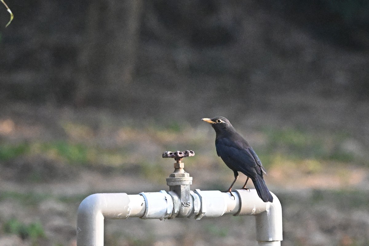 Дрізд мандаринський - ML647761051