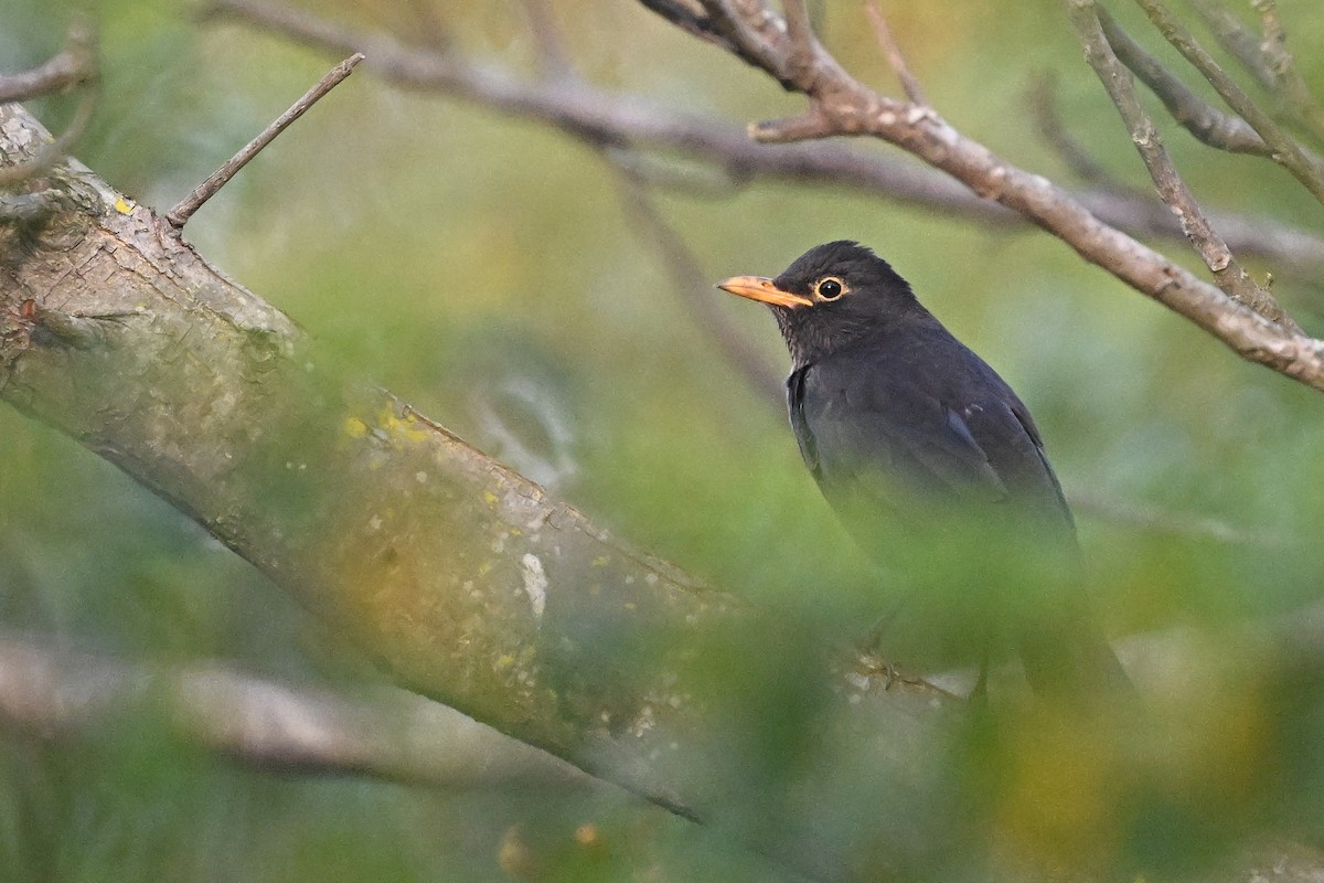 Дрізд мандаринський - ML647761052