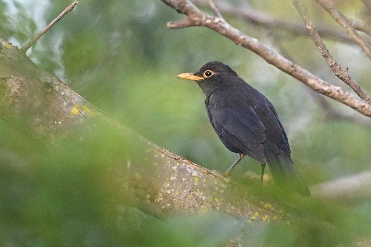 Дрізд мандаринський - ML647761053