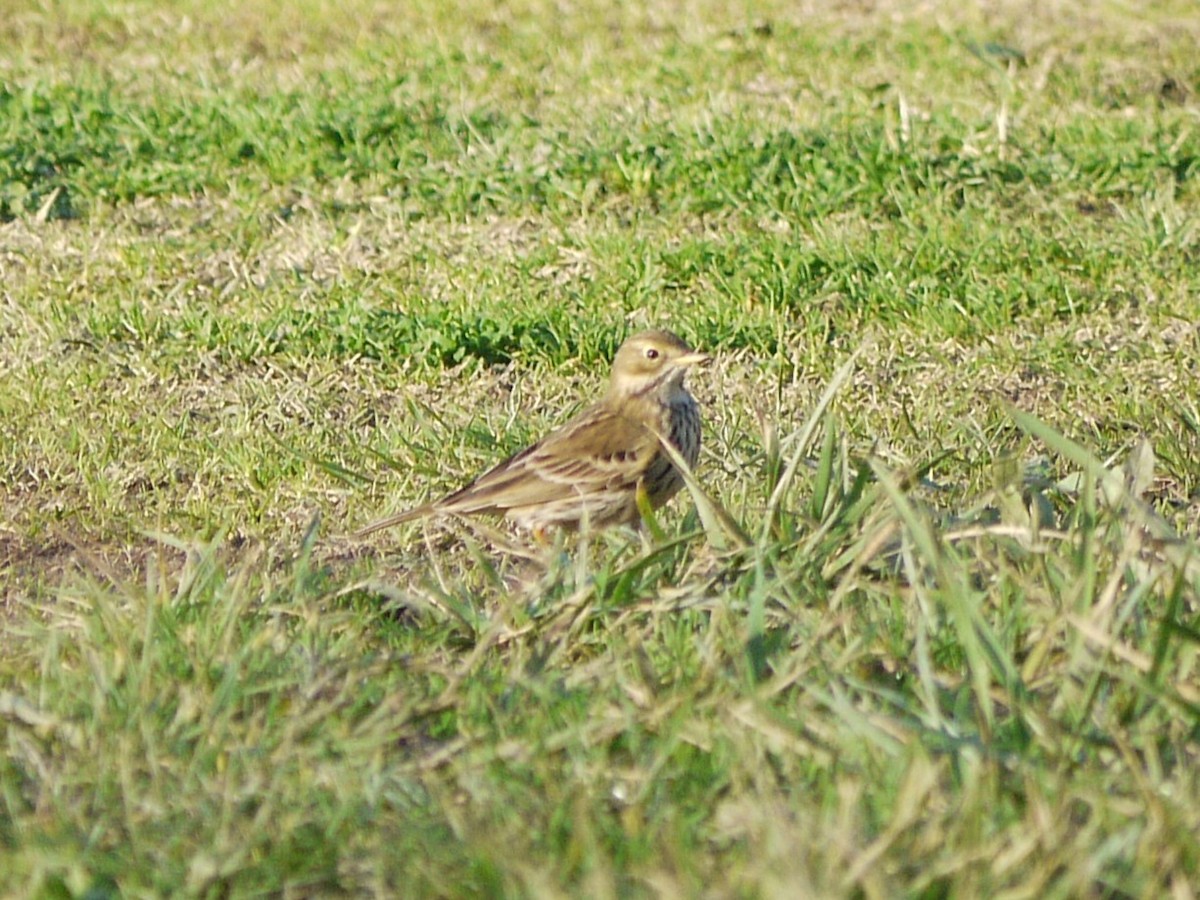 Щеврик лучний - ML647761056