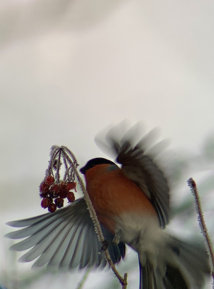 Снігур звичайний - ML647761060