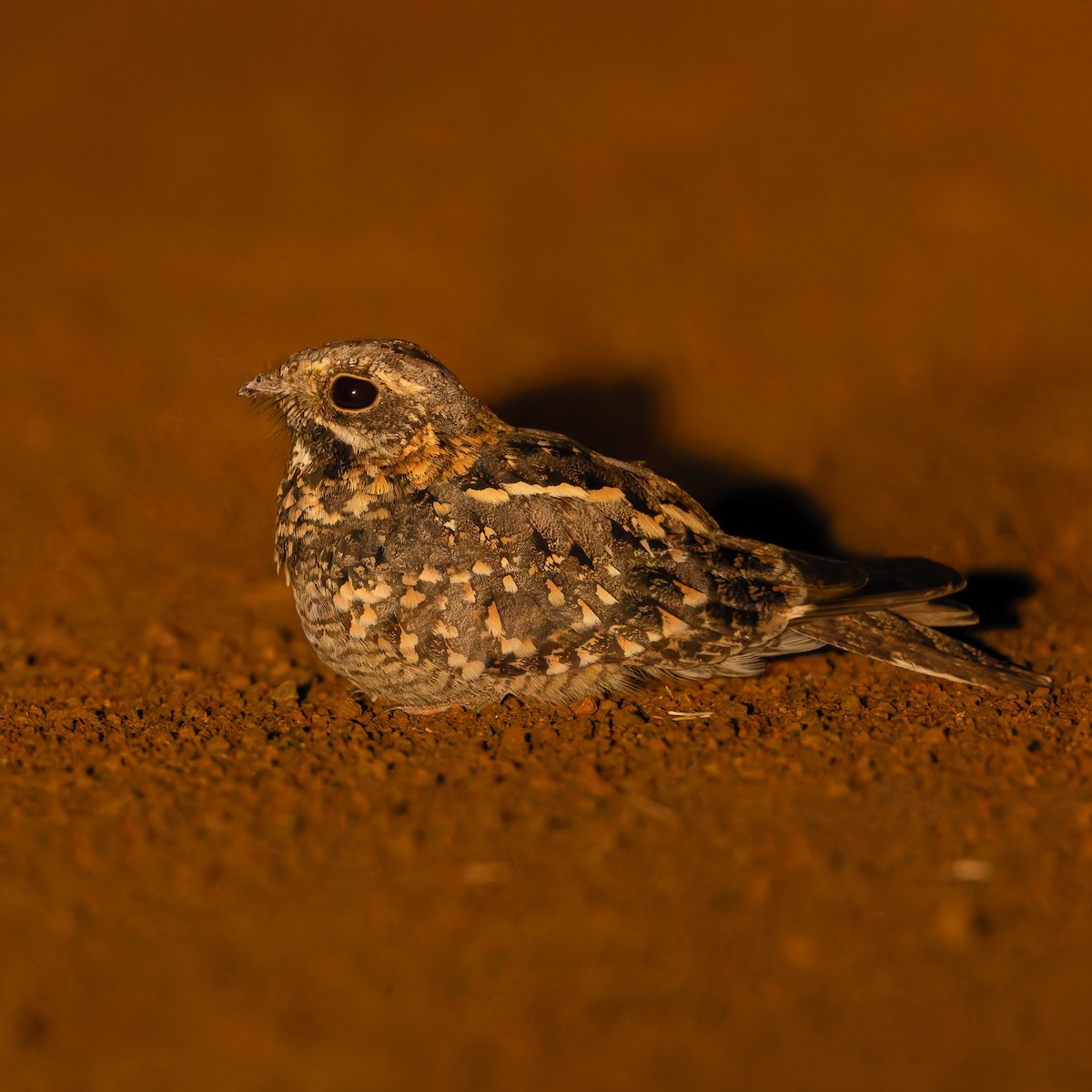 Дрімлюгові sp. - ML647761062