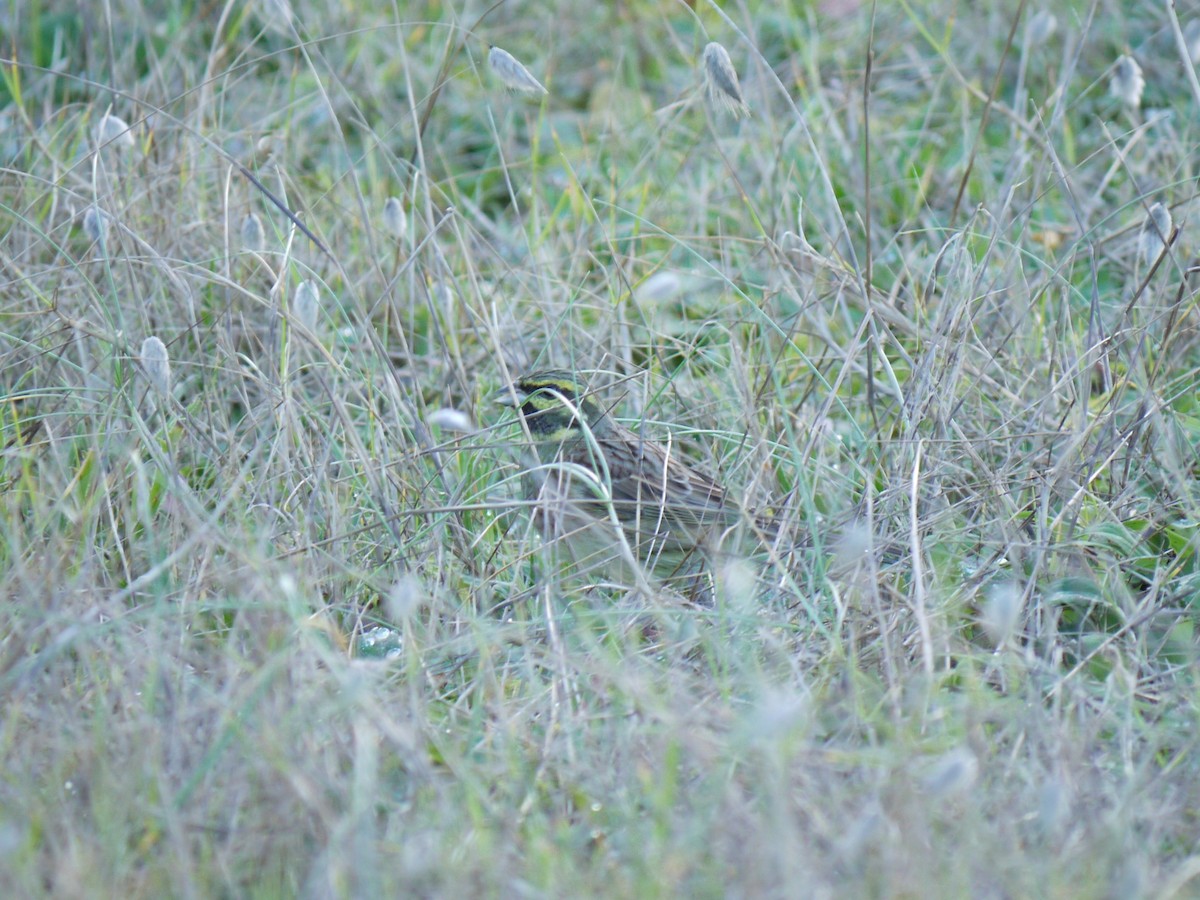 Вівсянка городня - ML647761063