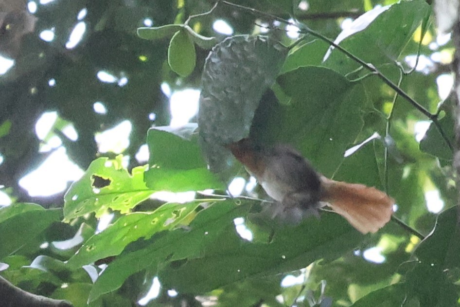 Владарик рудоголовий - ML647761064