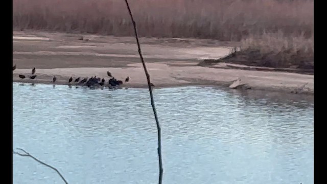 kondor havranovitý - ML647761067