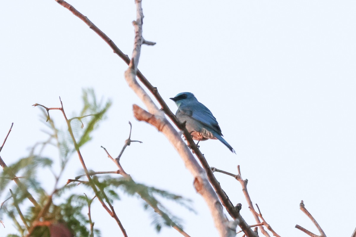 Мухоловка бірюзова - ML647761069