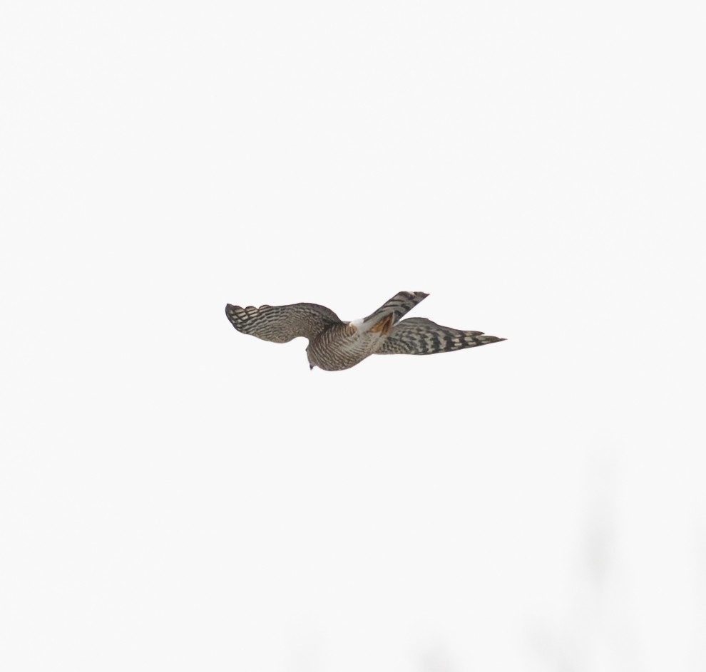 Яструб чорноголовий - ML647761070