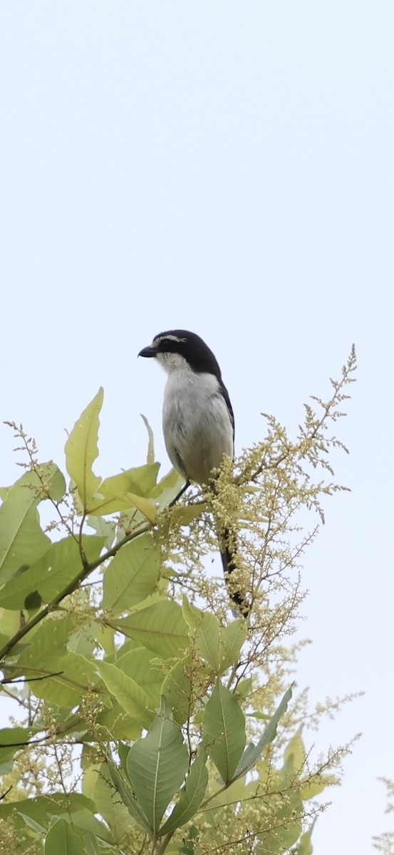 Сорокопуд чорноголовий (підвид marwitzi) - ML647761072