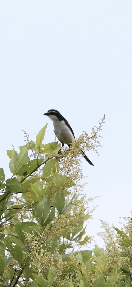 Сорокопуд чорноголовий (підвид marwitzi) - ML647761073