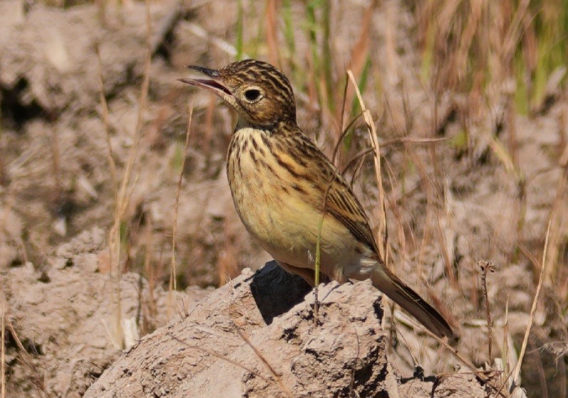 Щеврик пампасовий - ML647761076