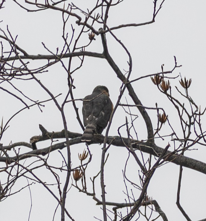 Cooper's Hawk - ML647761077