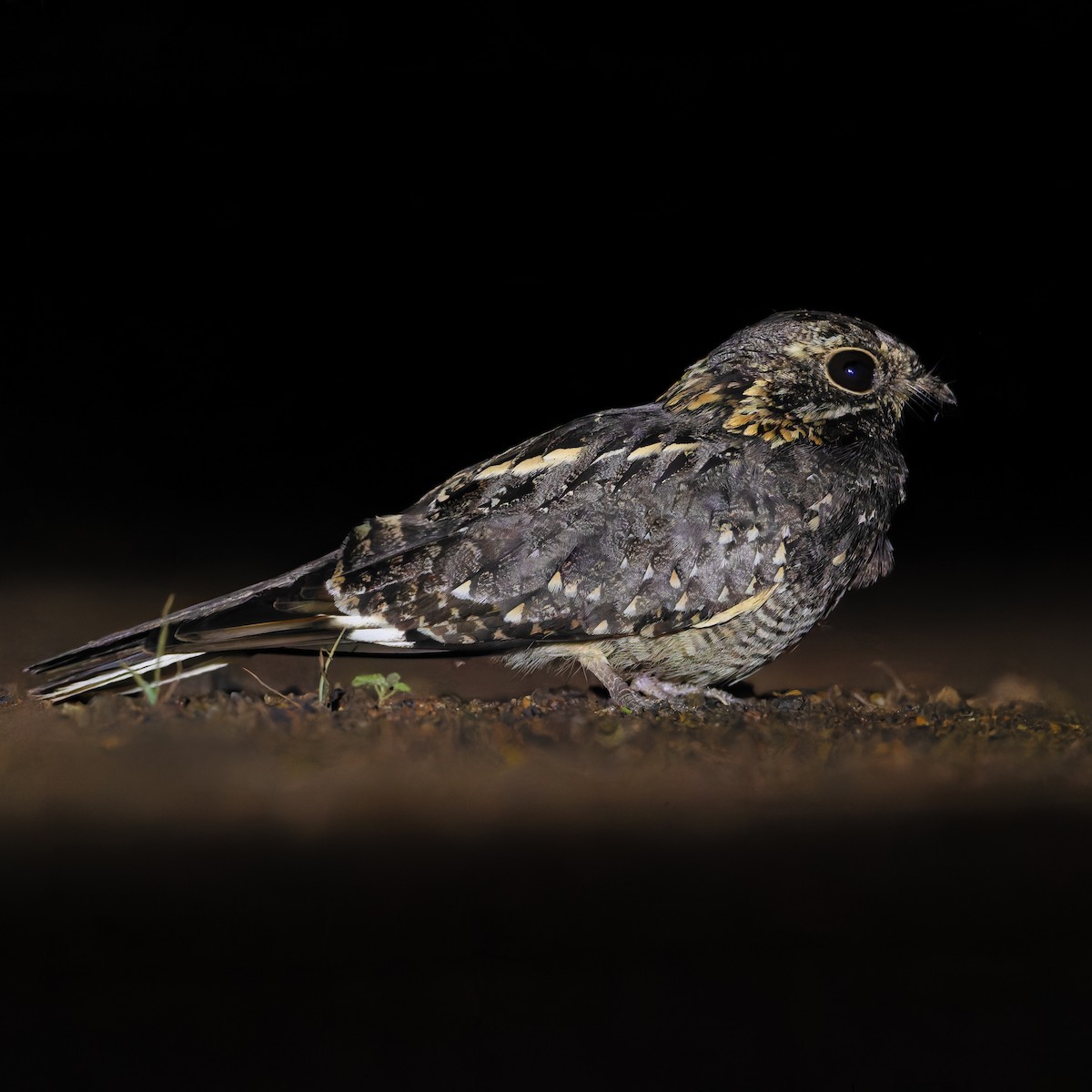 Дрімлюгові sp. - ML647761078