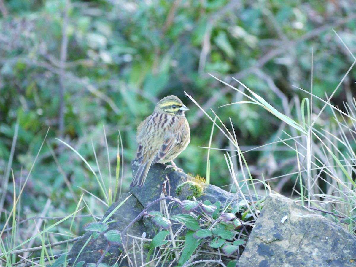 Вівсянка городня - ML647761079