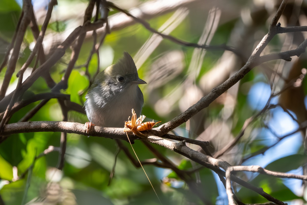 Чупурник - ML647761081