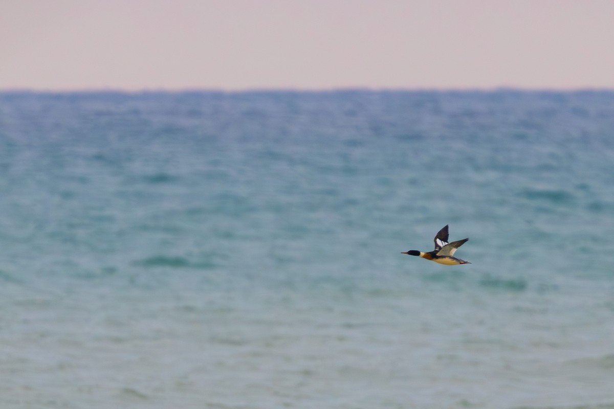 Крех середній - ML647761083