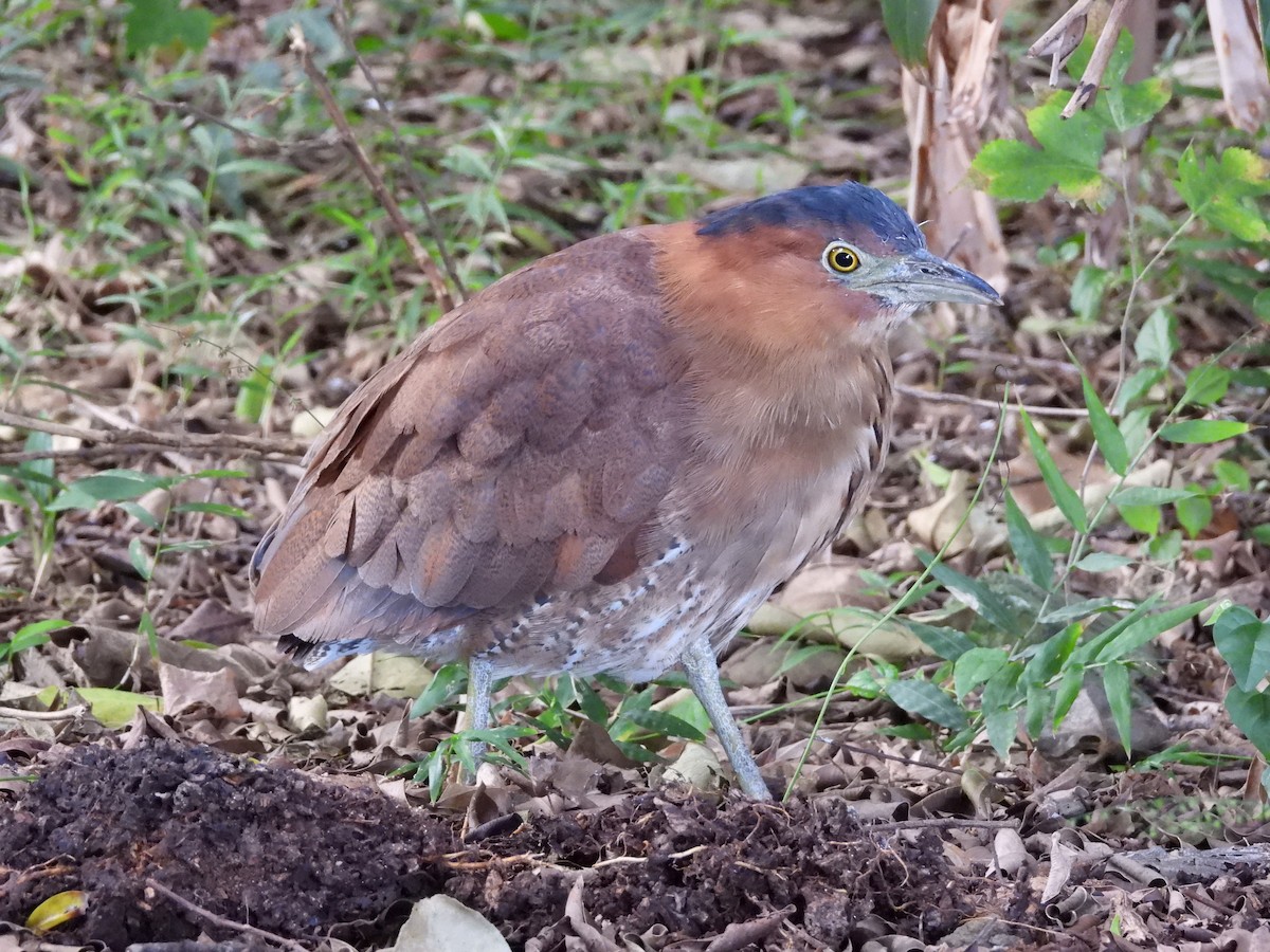 Malay Gece Balıkçılı - ML647761092