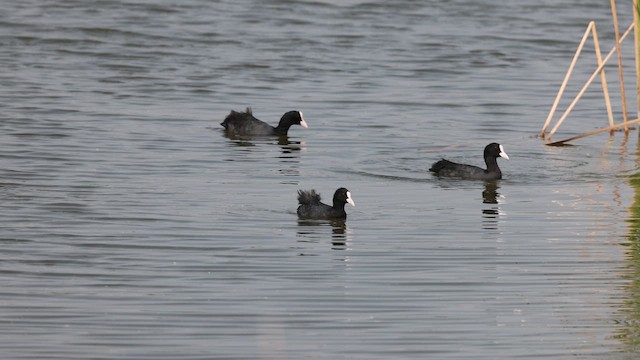 Лиска звичайна - ML647761097