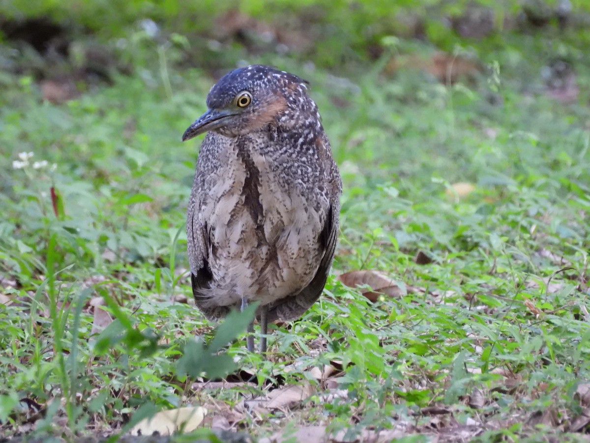 Malay Gece Balıkçılı - ML647761098