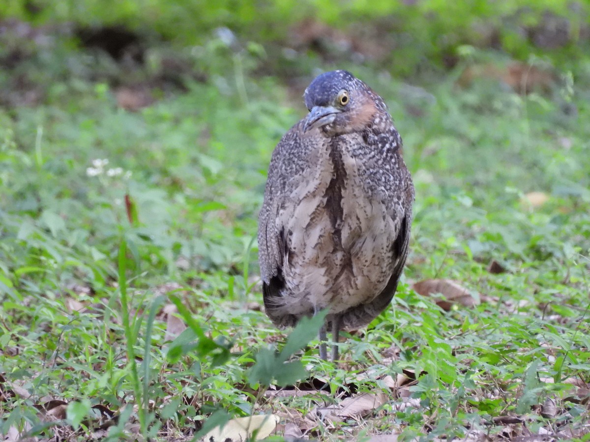 Malay Gece Balıkçılı - ML647761099