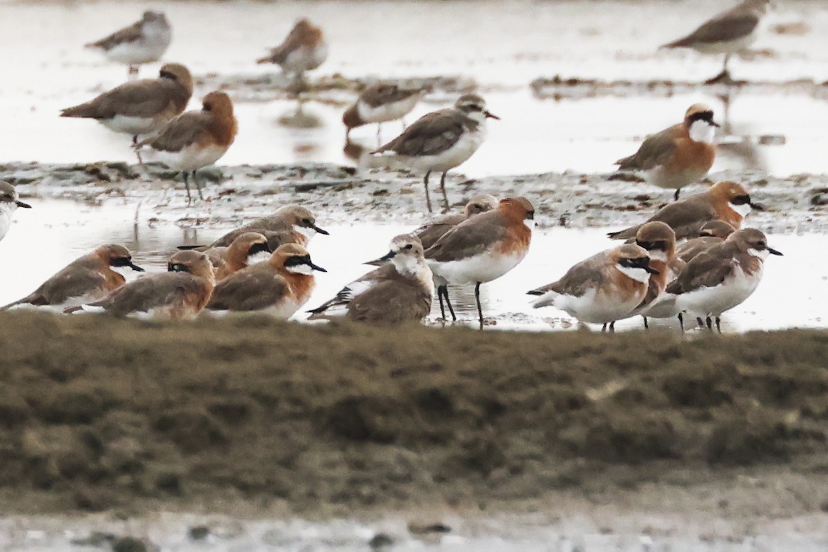 Tibetan Sand-Plover - ML647761101