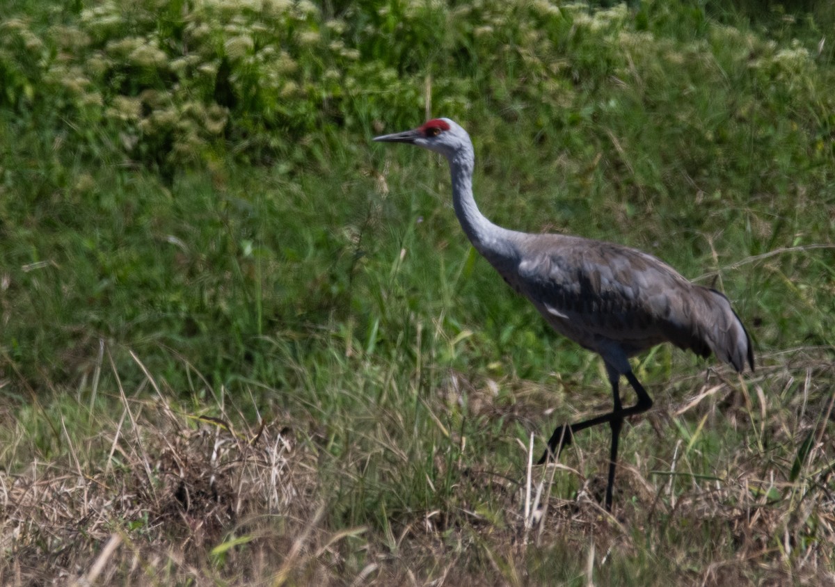 עגור קנדי - ML647761116