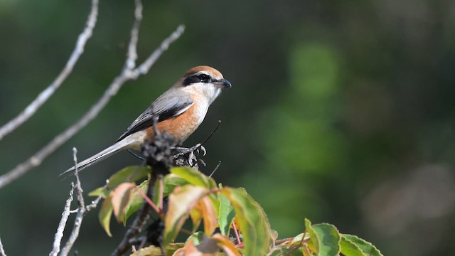 Bull-headed Shrike - ML647761119
