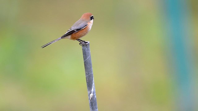 Bull-headed Shrike - ML647761120