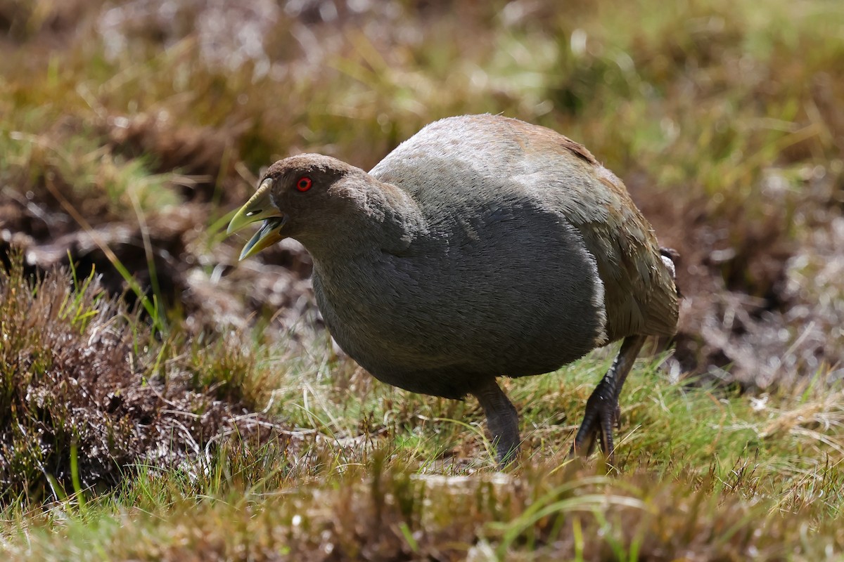 Tasmanian Nativehen - ML647761143