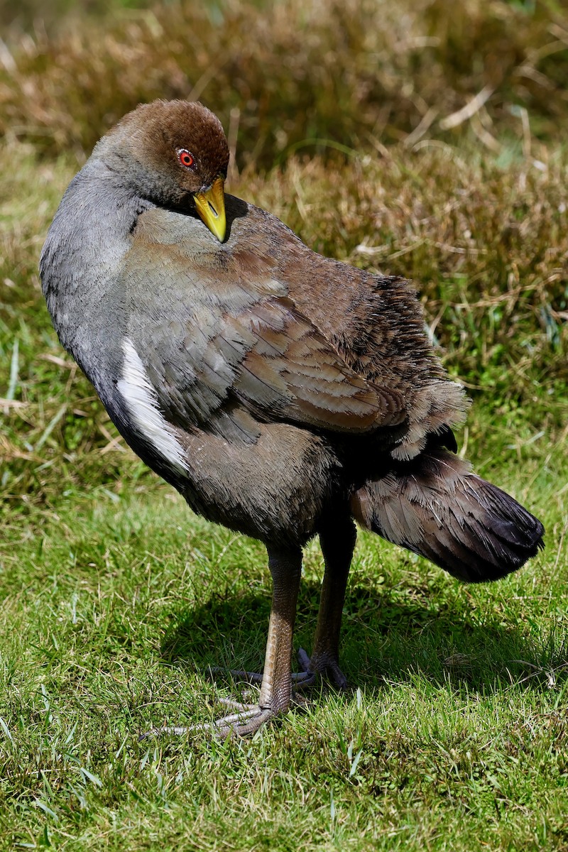Tasmanian Nativehen - ML647761144