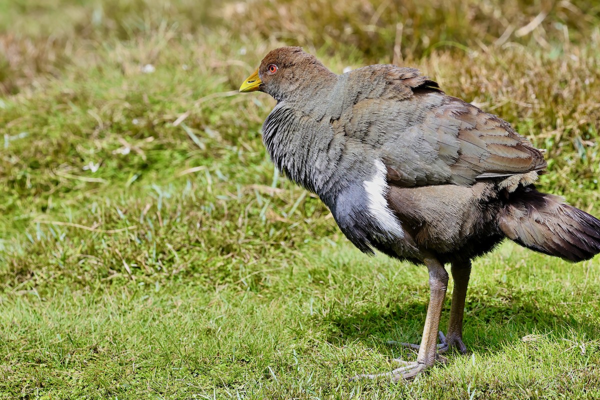 Tasmanian Nativehen - ML647761145