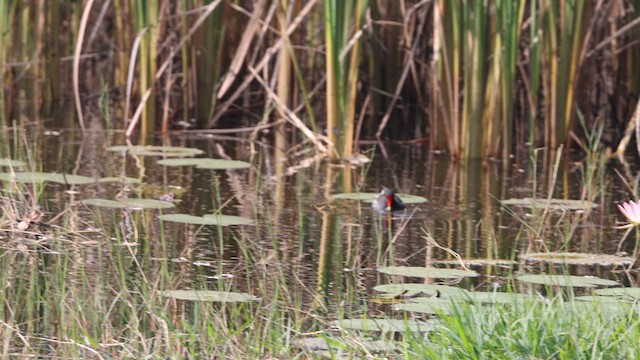 סופית - ML647761151