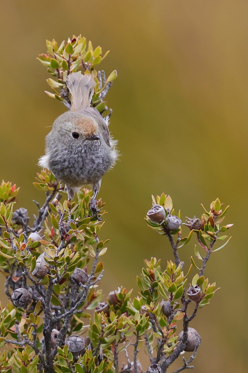 Tasmanian Thornbill - ML647761153
