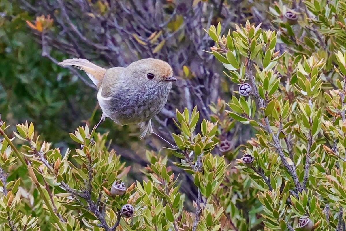 Tasmanian Thornbill - ML647761155