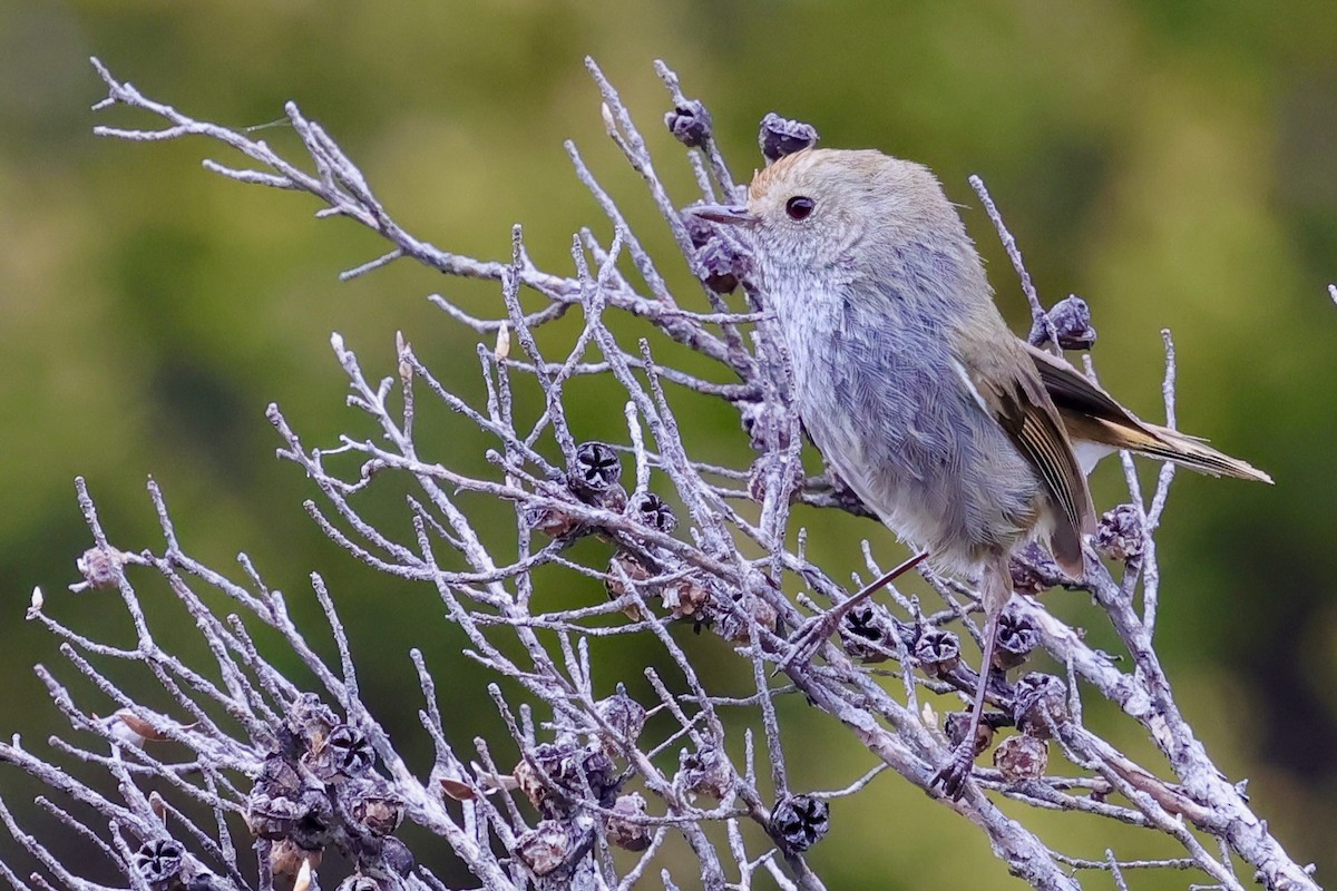 Tasmanian Thornbill - ML647761156