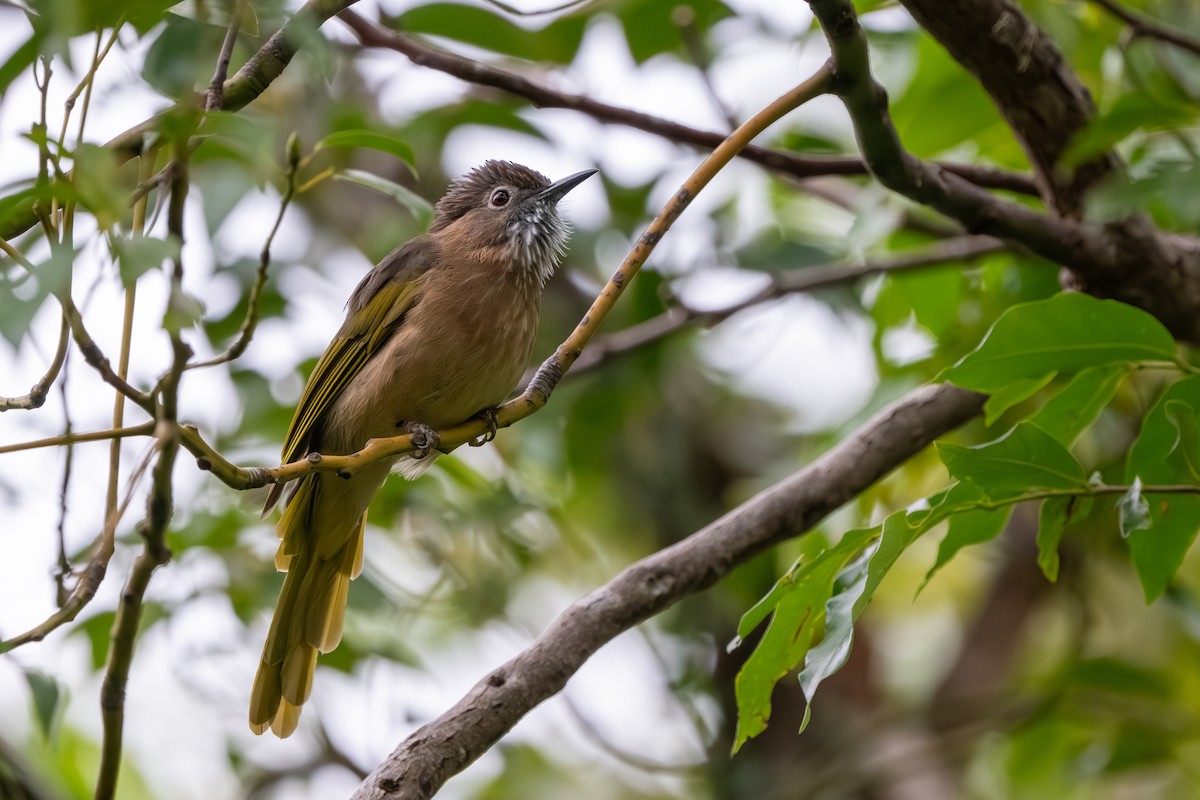 Mountain Bulbul - ML647761157