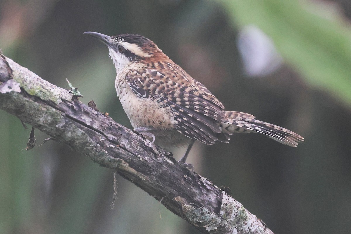 Veracruz Wren - ML647761165
