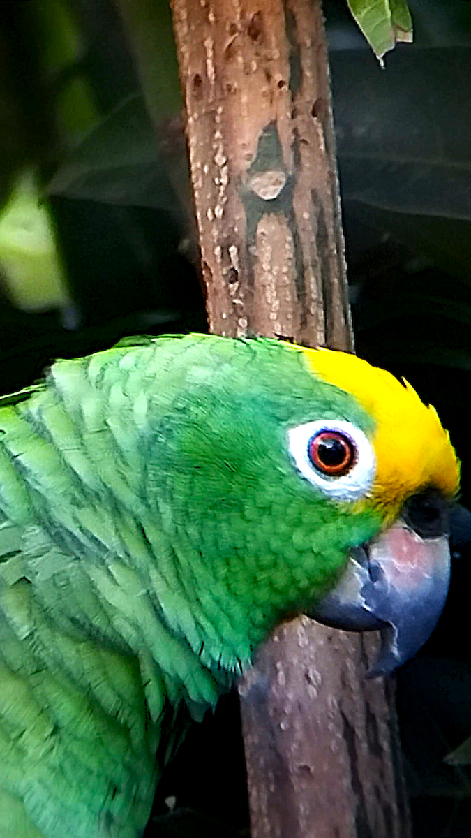 キビタイボウシインコ - ML647761166