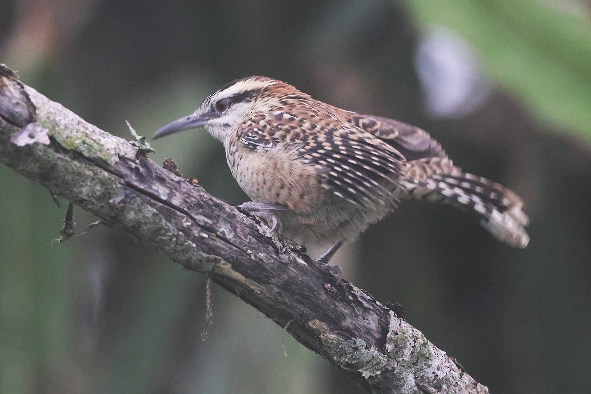 Veracruz Wren - ML647761167