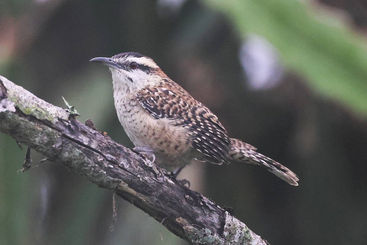 Veracruz Wren - ML647761168